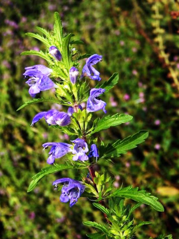 Dracocephalum moldavica