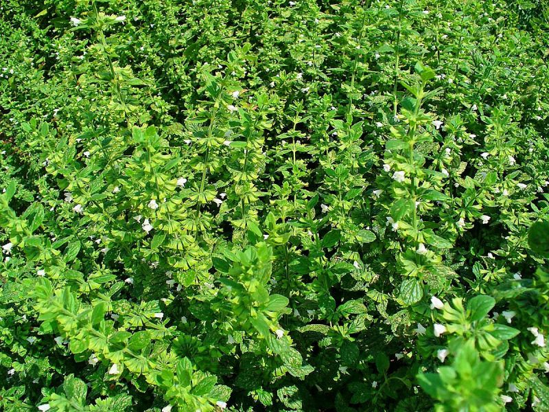 Melissa officinalis