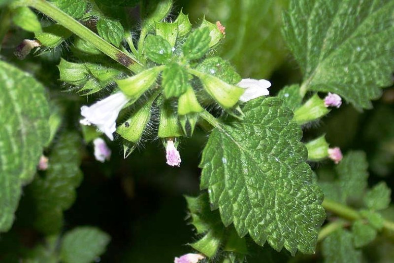 Melissa officinalis1