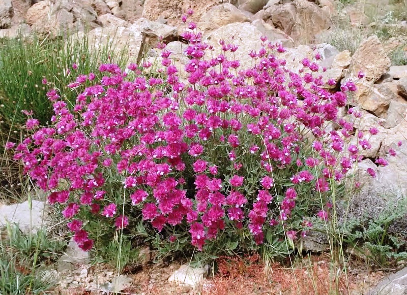 Salvia hydrangea