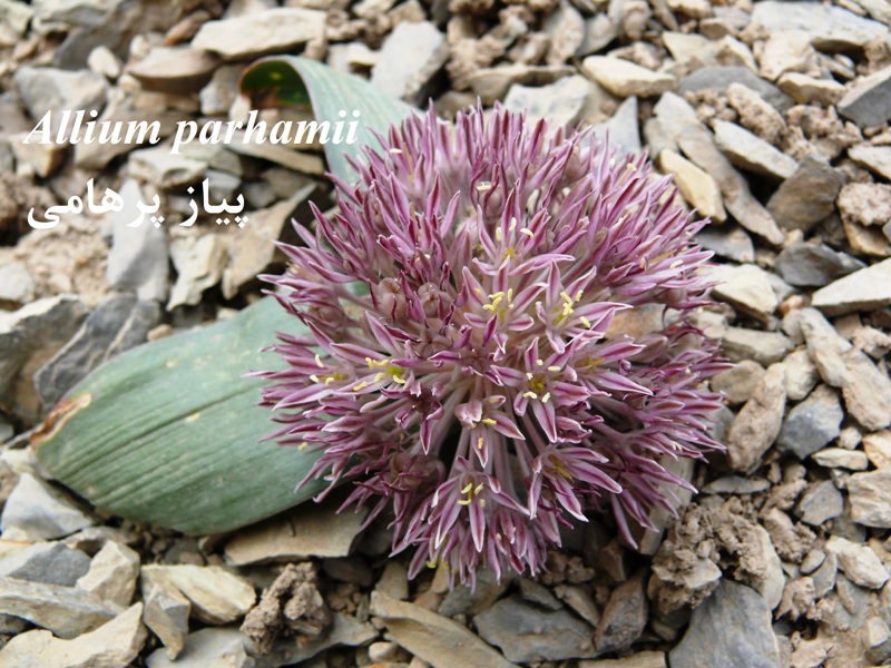 Allium parhamii -